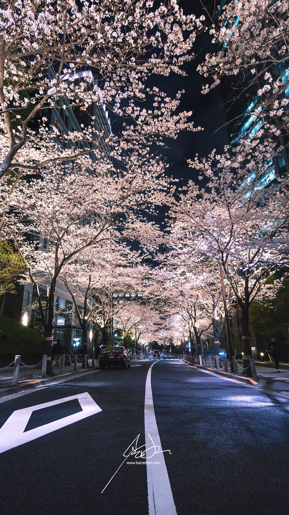 Cherry Blossoms Wallpapers