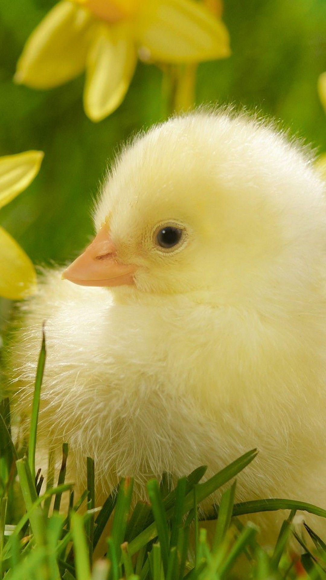 Chick Wallpapers