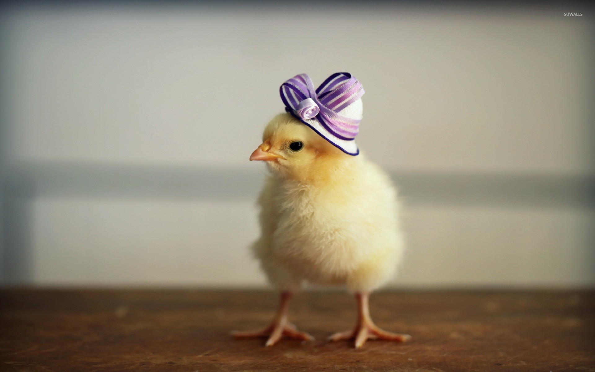 Chick Wallpapers