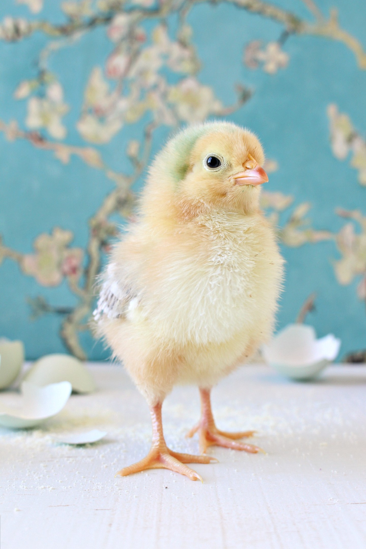 Chick Wallpapers