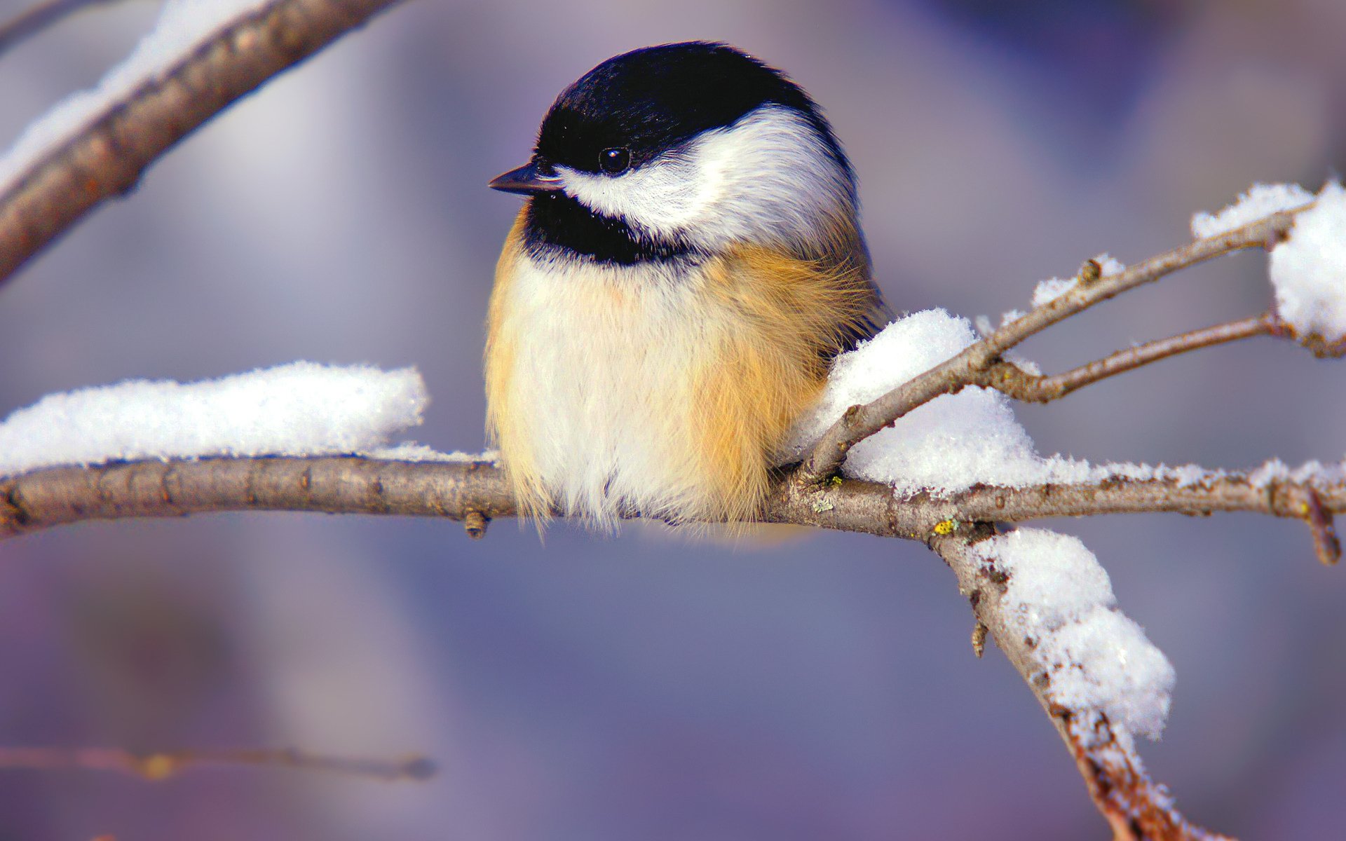 Chickadee Wallpapers