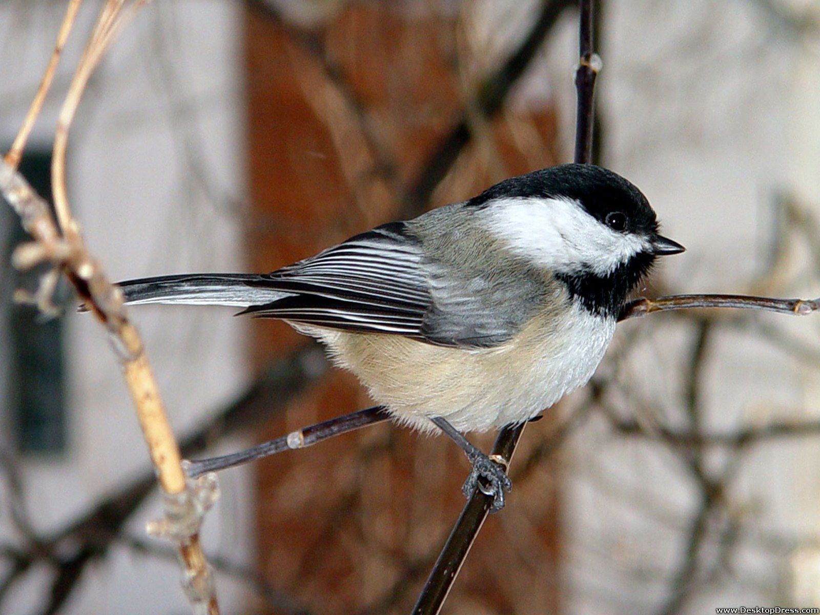 Chickadee Wallpapers