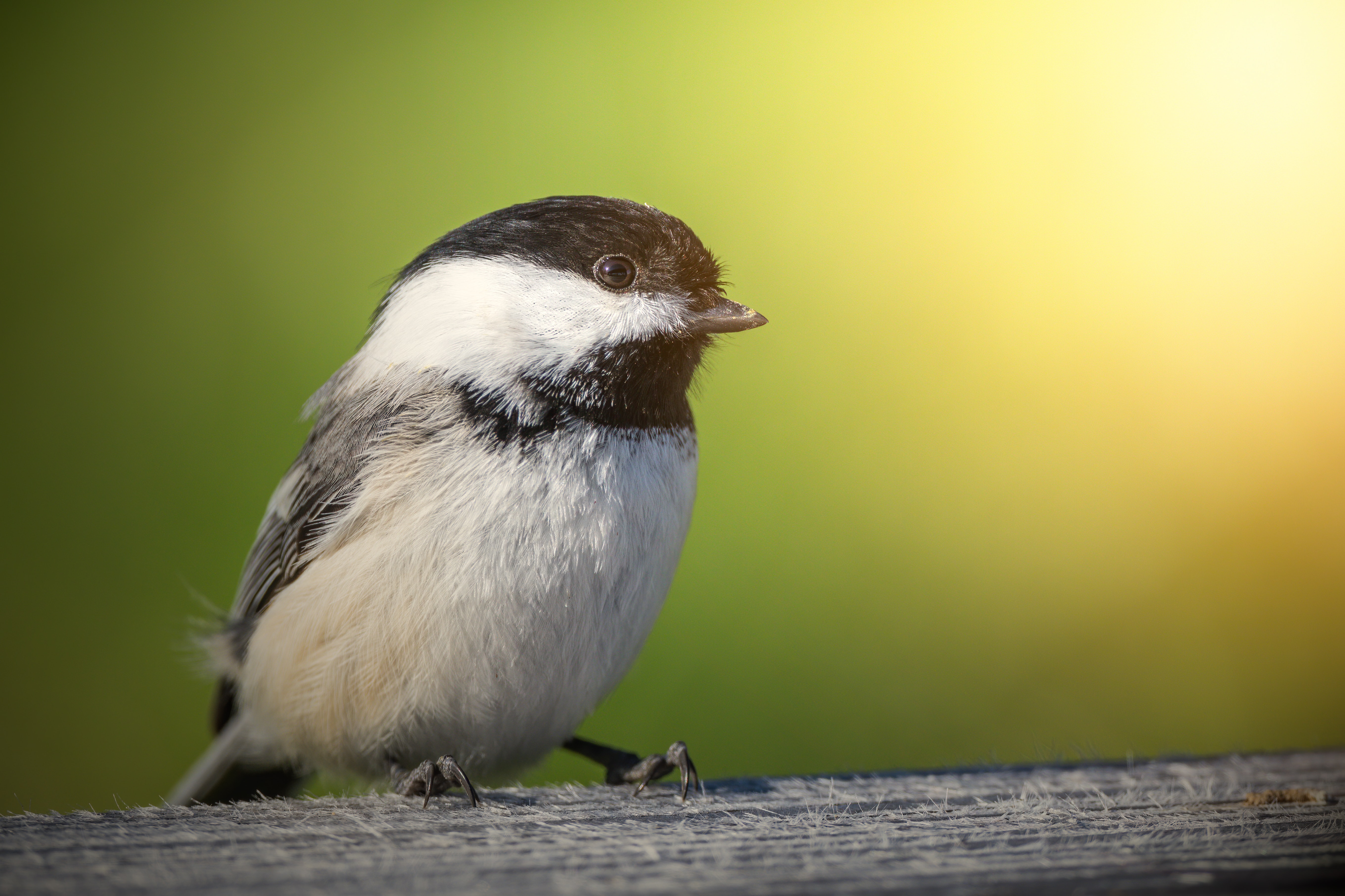 Chickadee Wallpapers