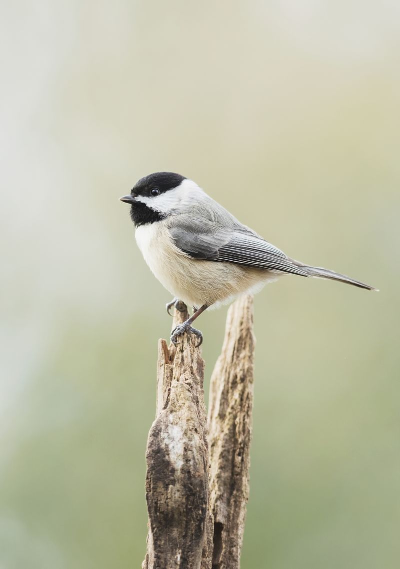 Chickadee Wallpapers