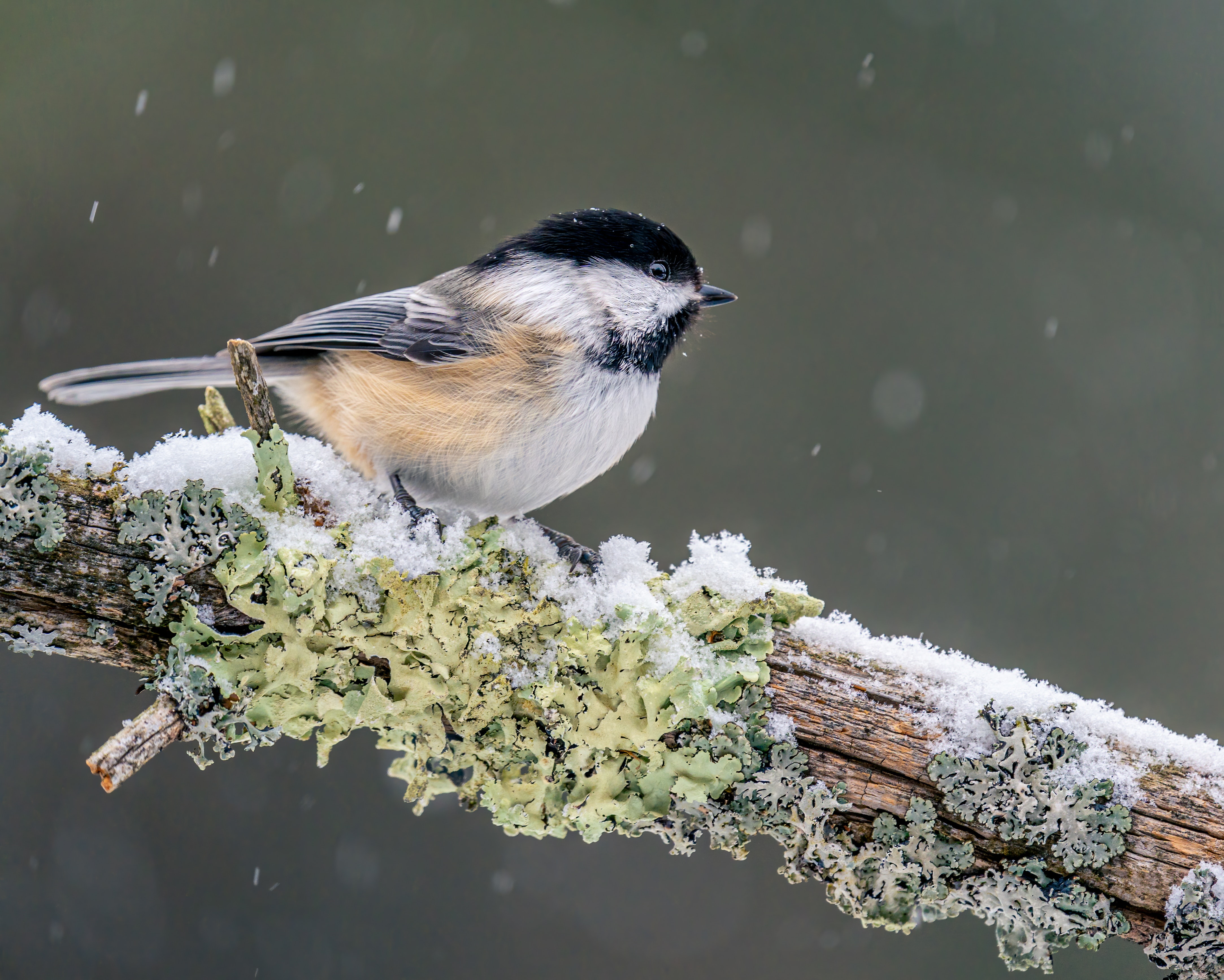 Chickadee Wallpapers