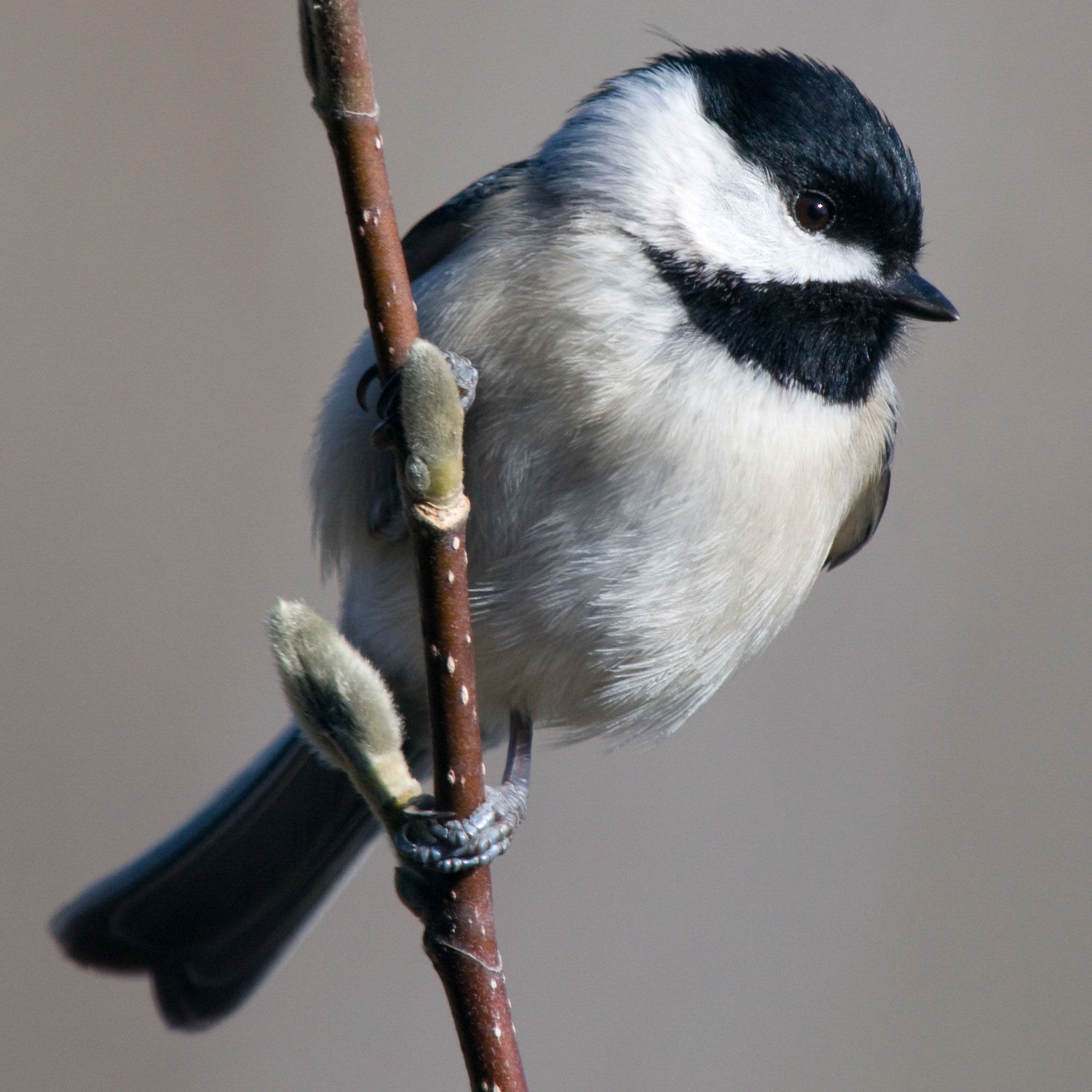 Chickadee Wallpapers