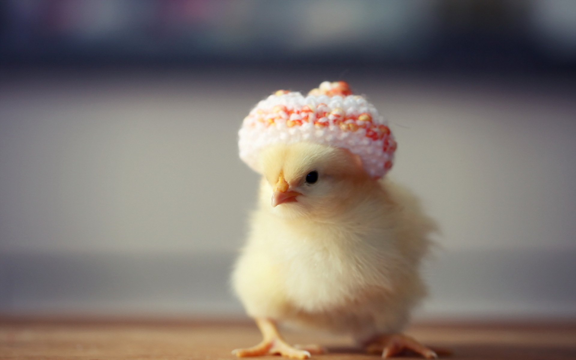 Chicken Wallpapers