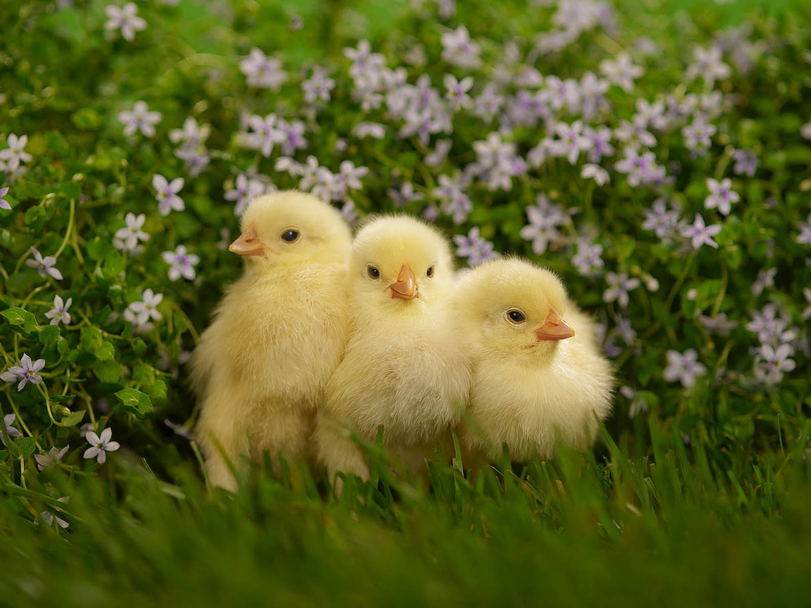 Chicks Wallpapers