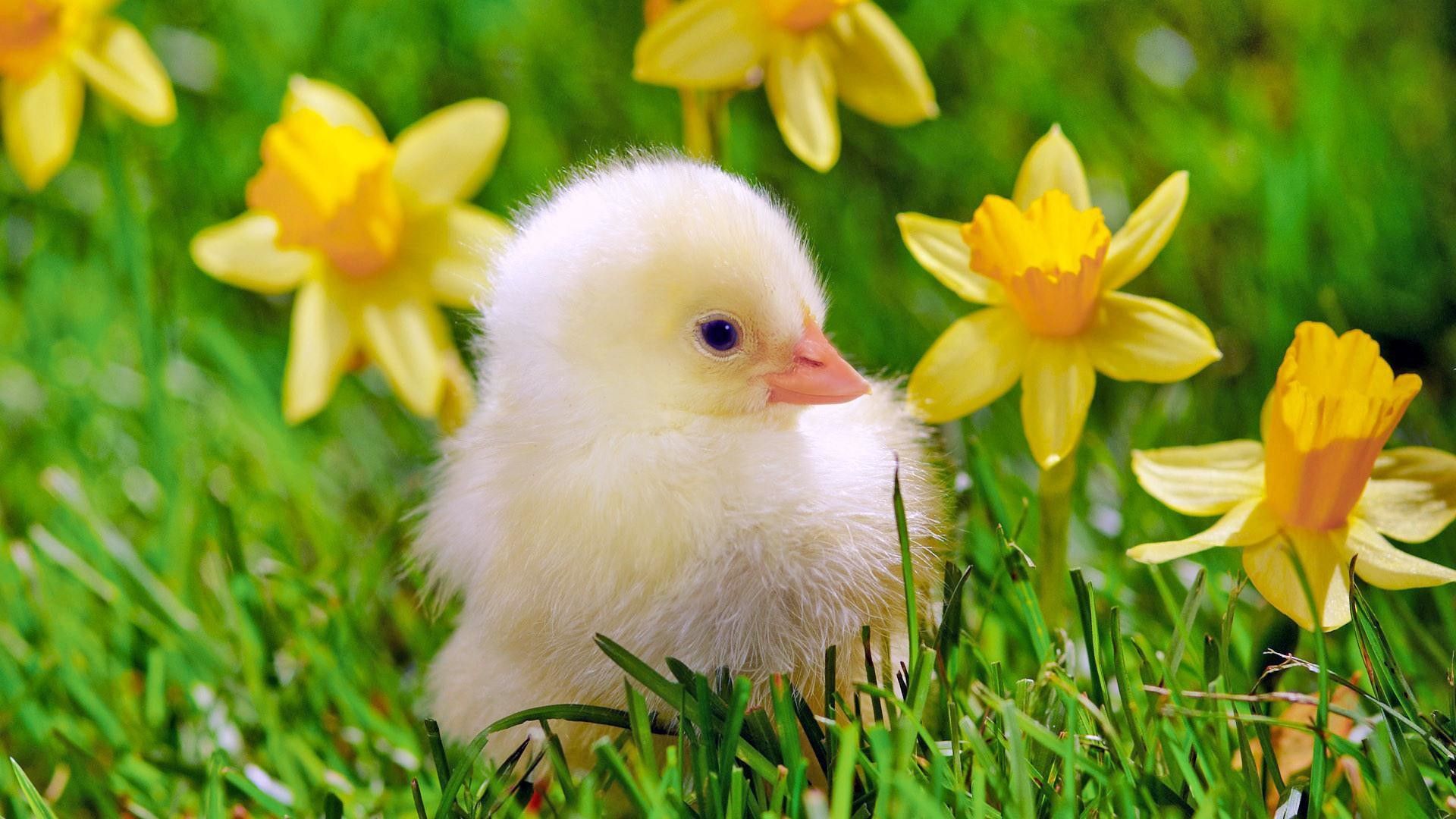 Chicks Wallpapers