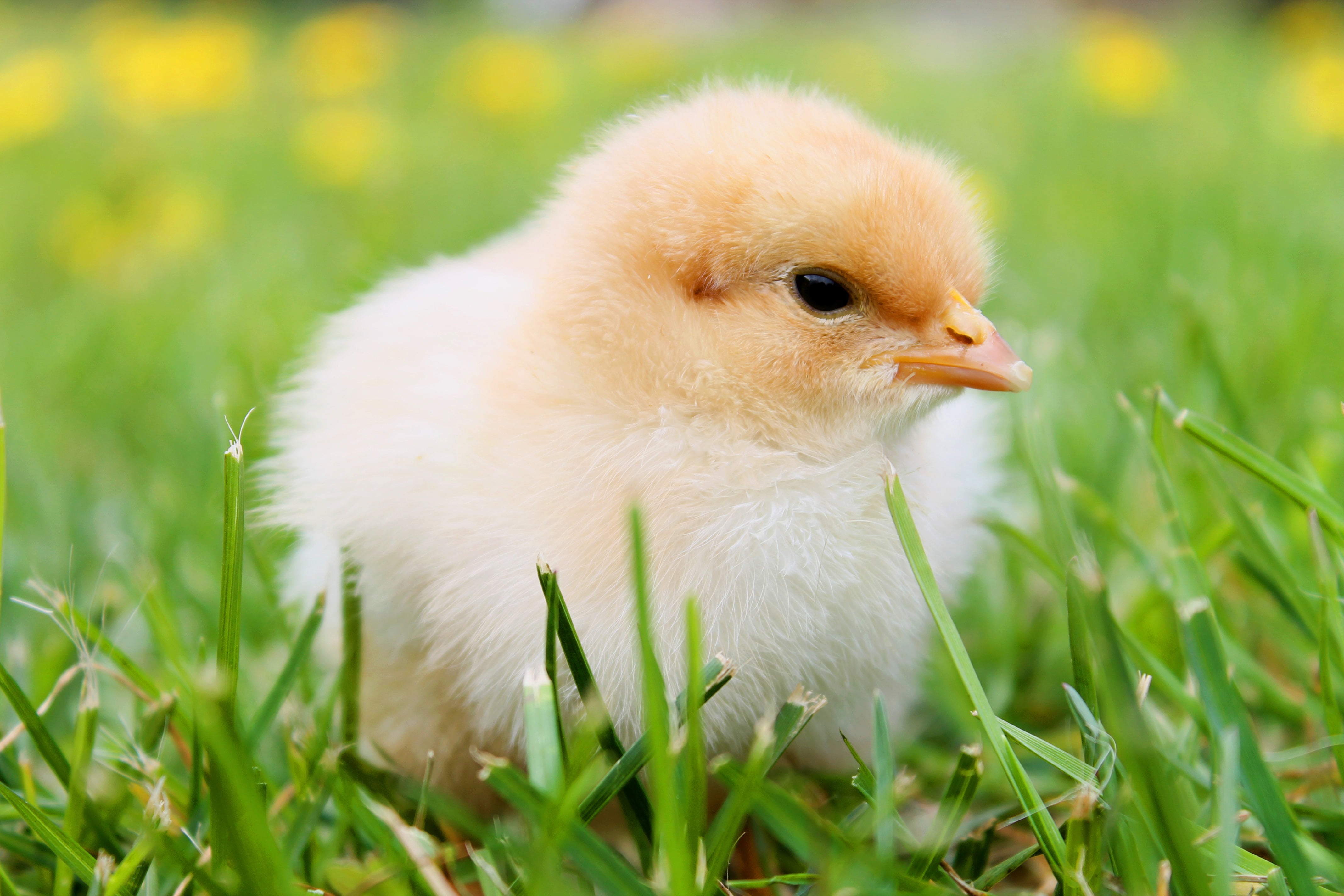 Chicks Wallpapers