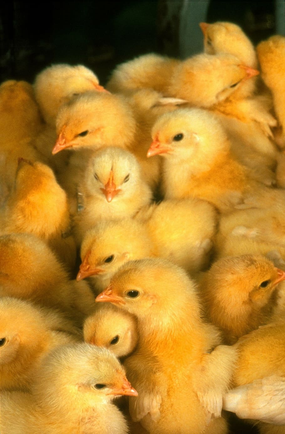 Chicks Wallpapers