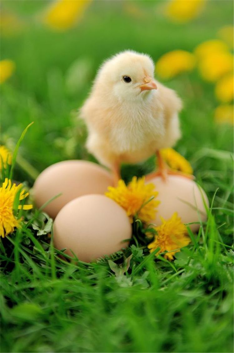 Chicks Wallpapers