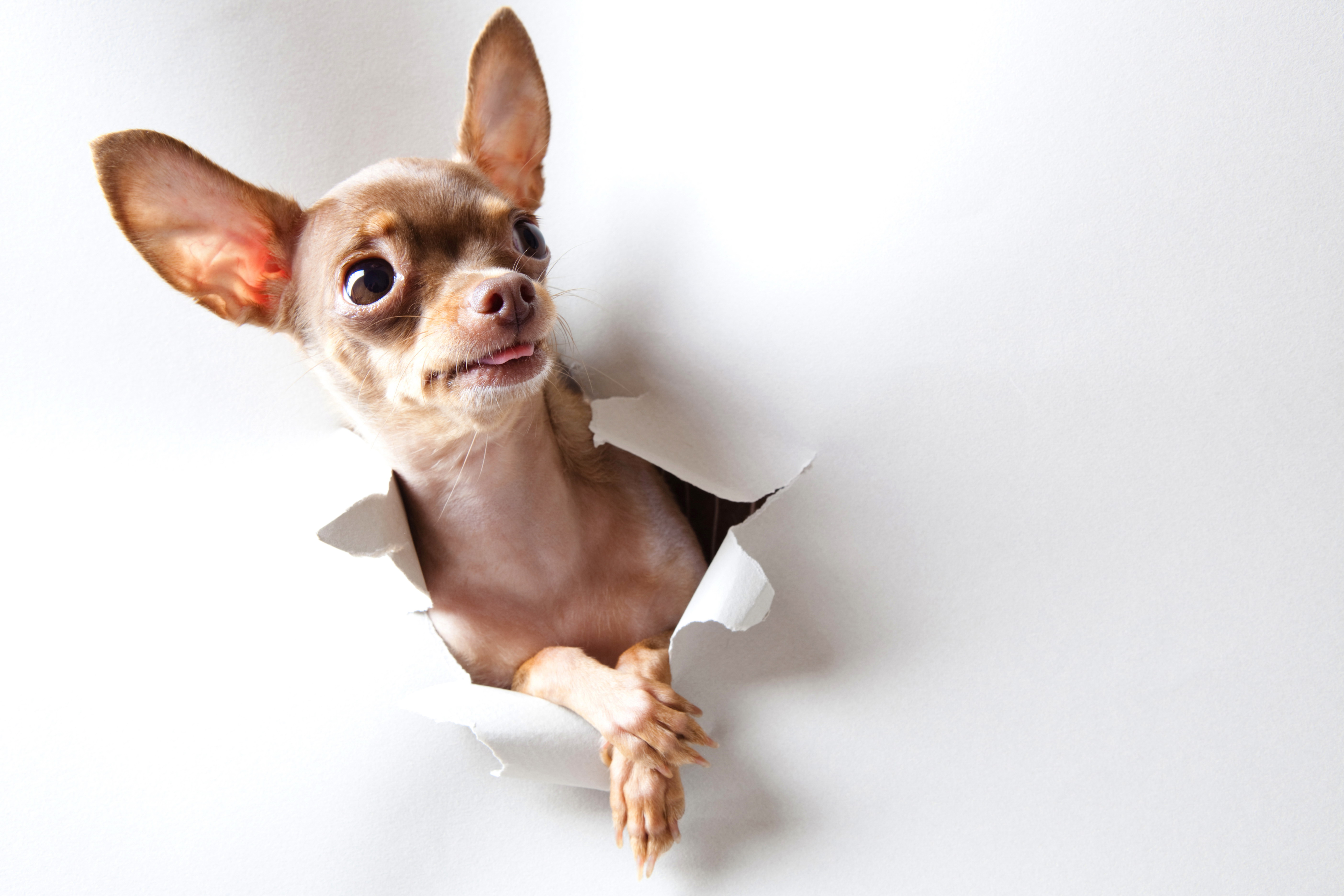 Chihuahua Wall Paper Wallpapers