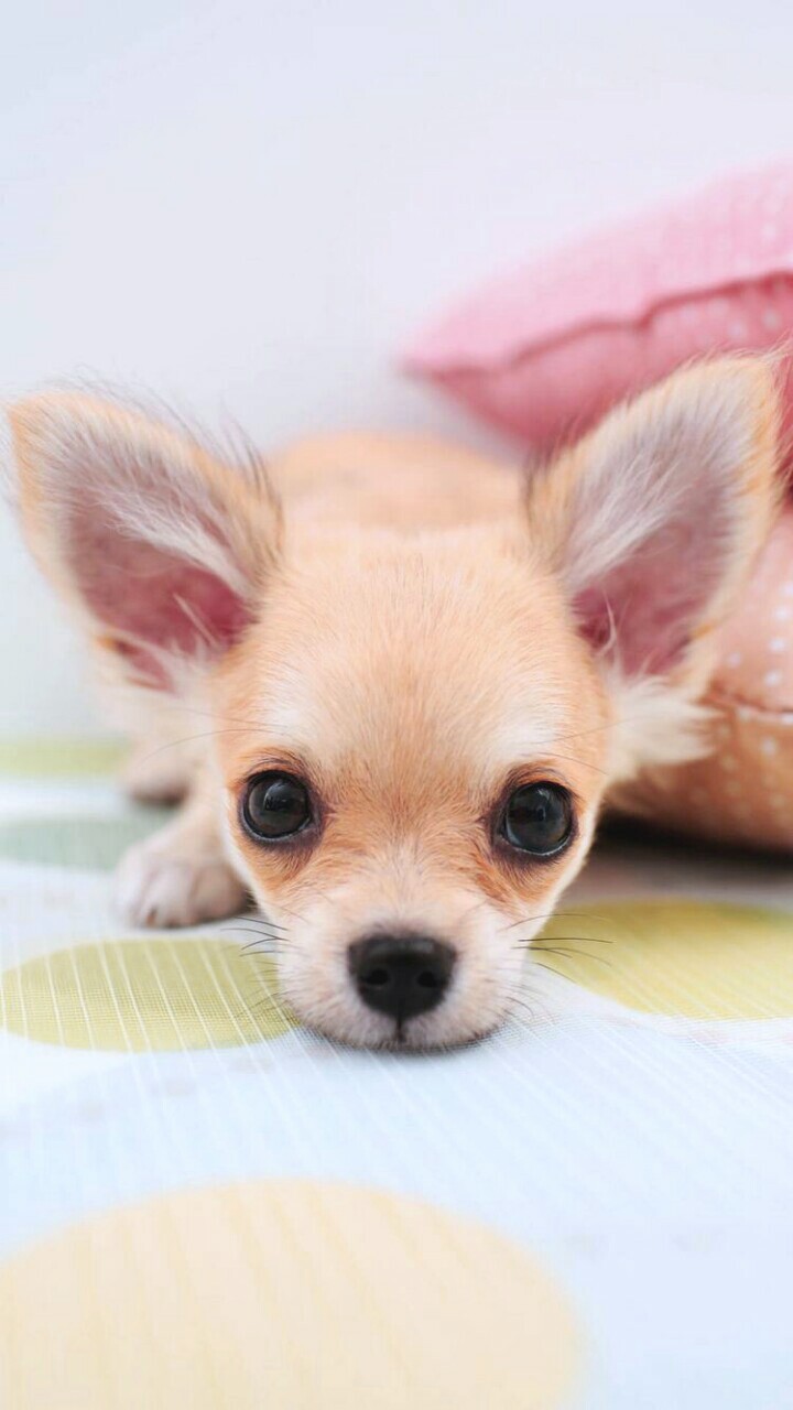 Chihuahua Wall Paper Wallpapers