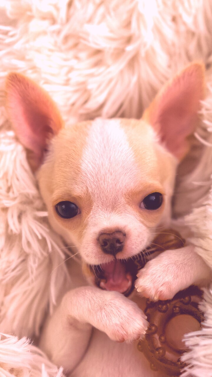 Chihuahua Wallpapers