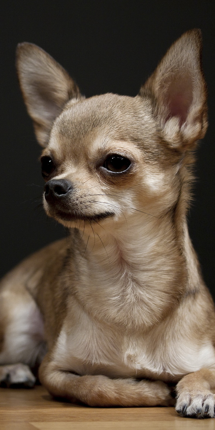 Chihuahua Wallpapers