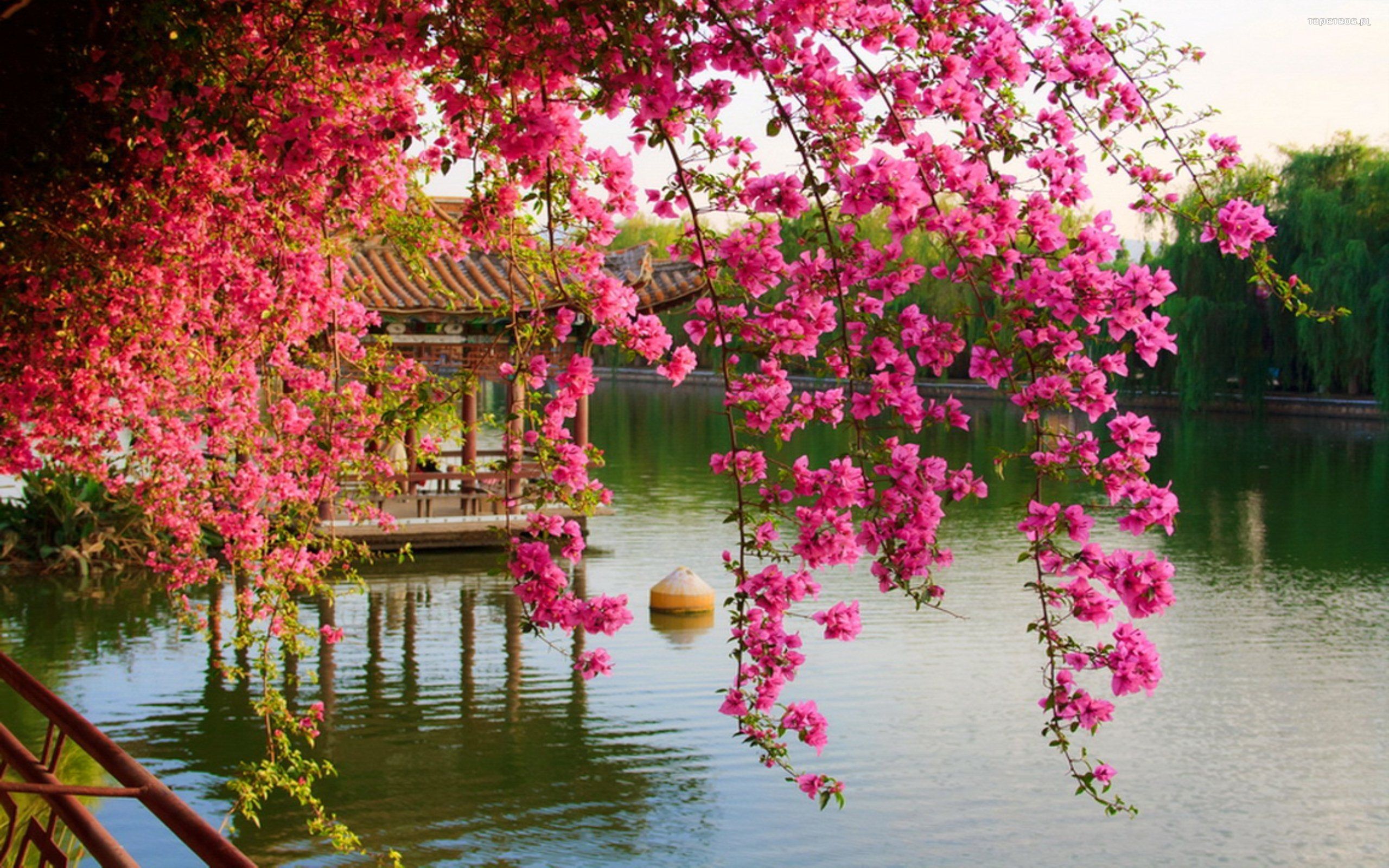 Chinese Tree Pictures Wallpapers