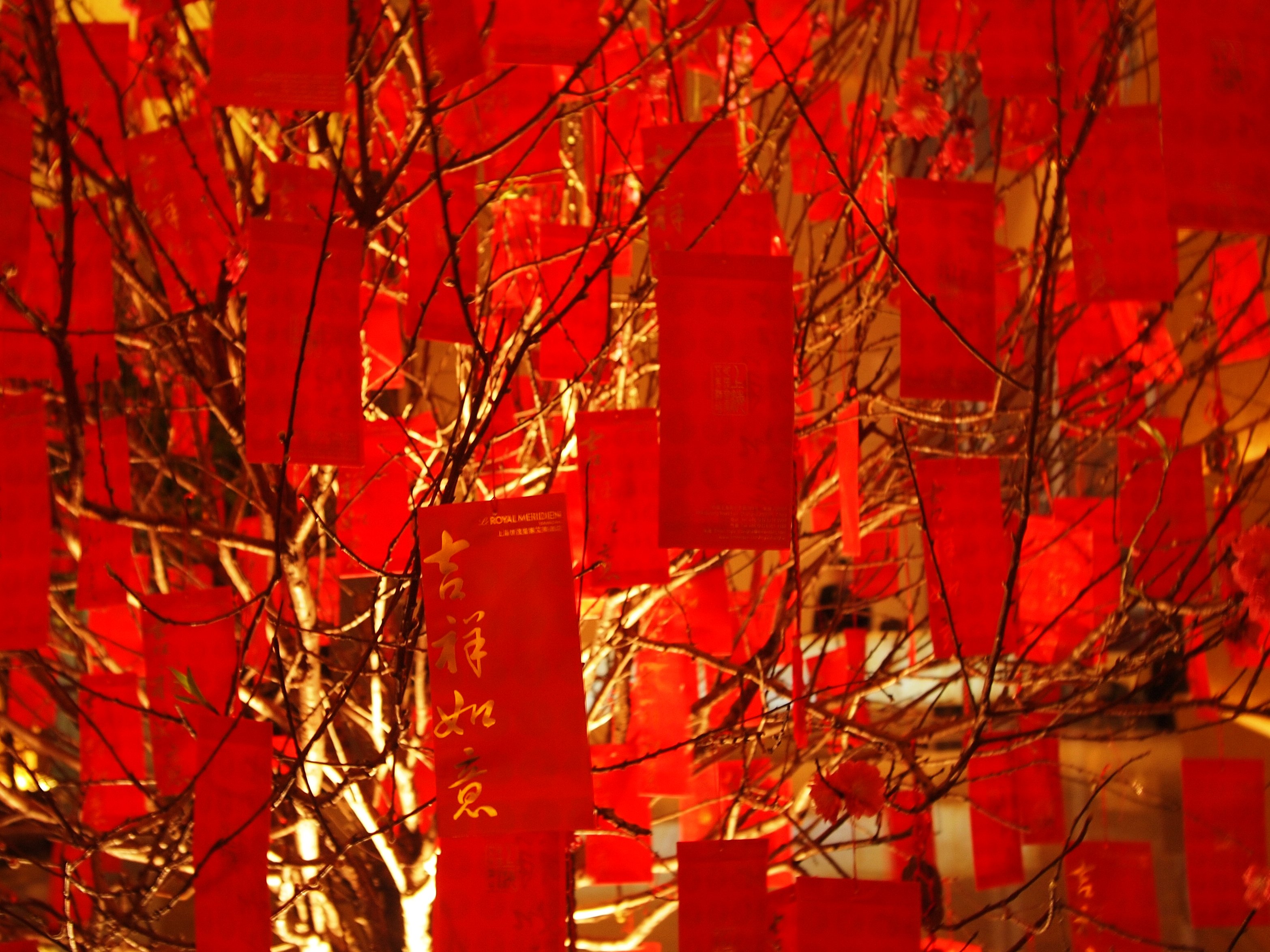 Chinese Tree Pictures Wallpapers