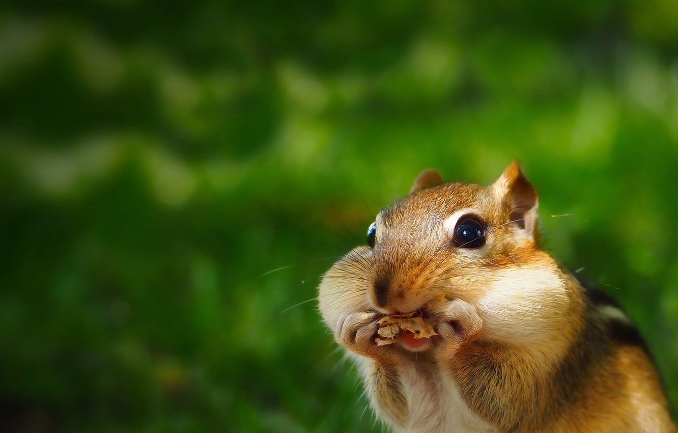 Chipmunk Backgrounds