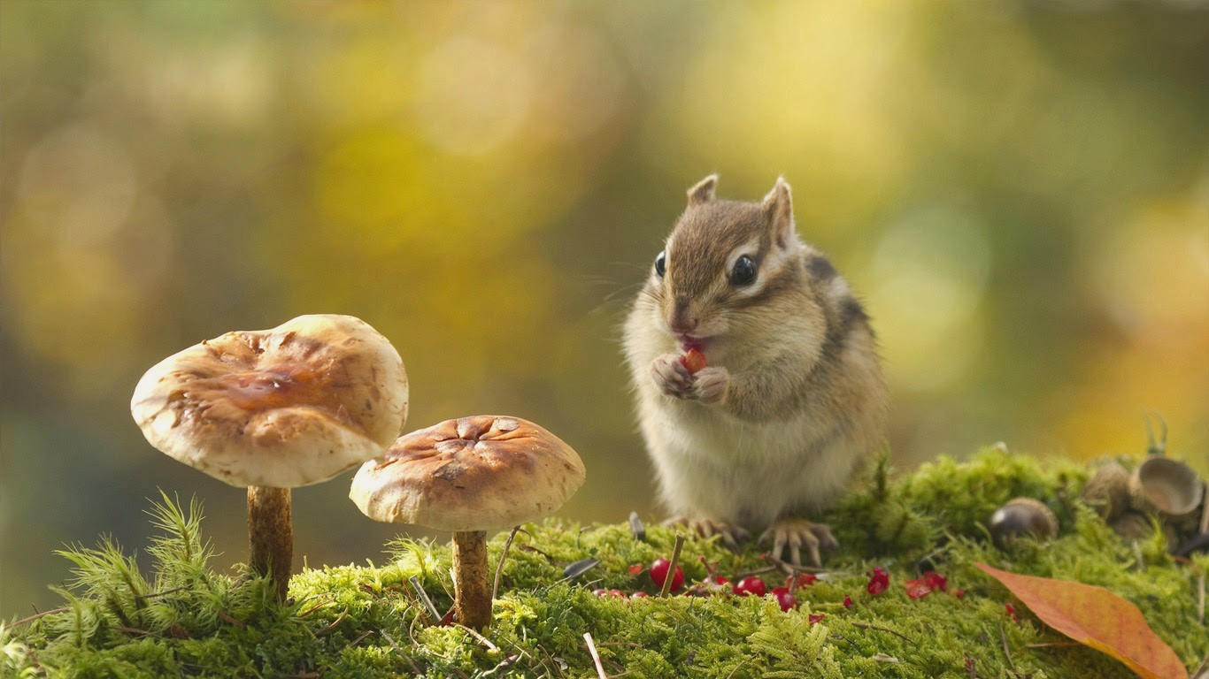 Chipmunk Backgrounds