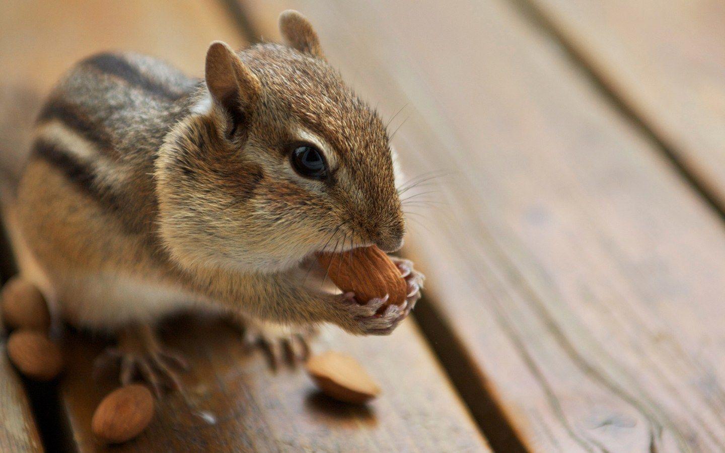 Chipmunk Backgrounds