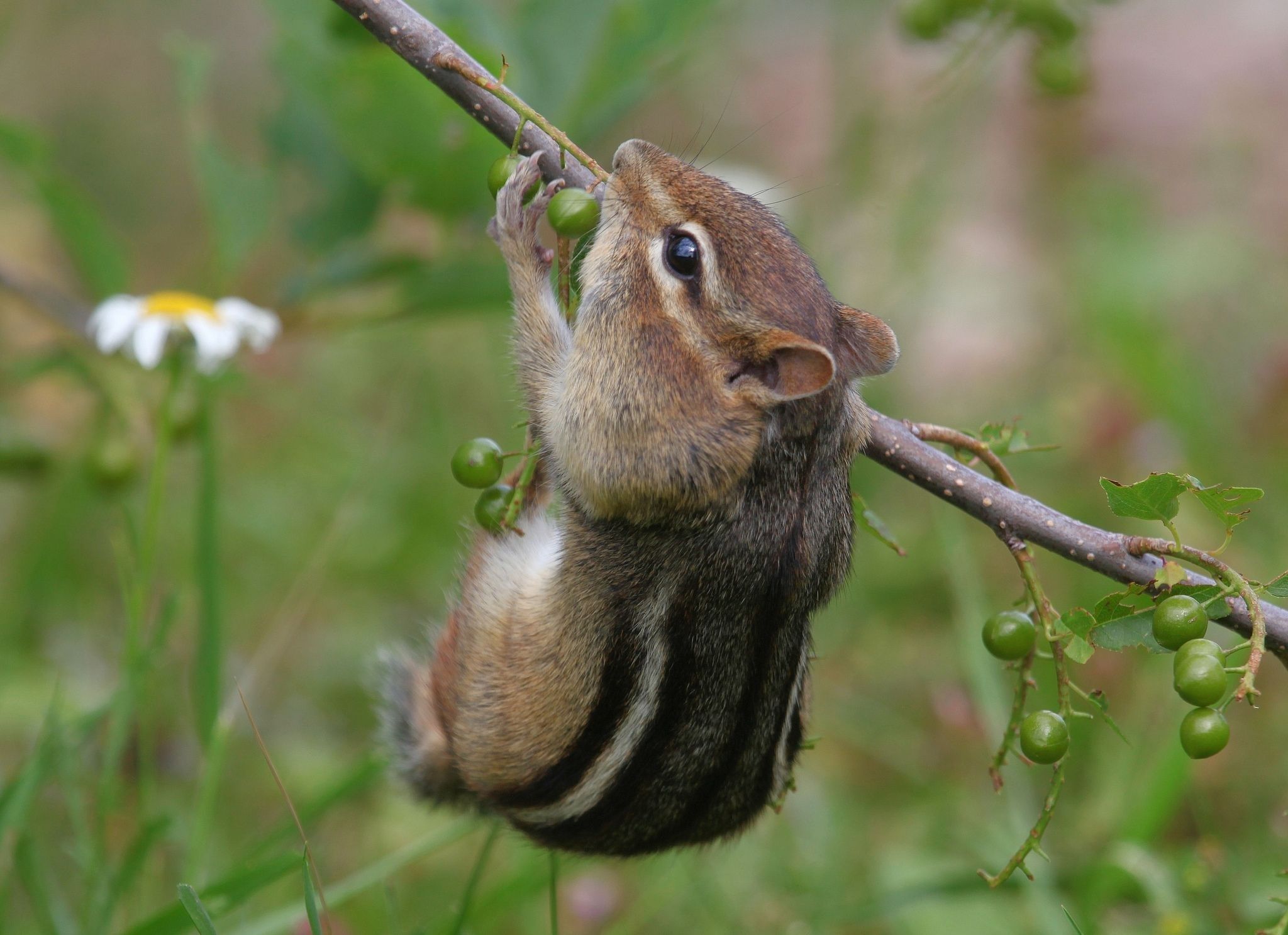 Chipmunk Backgrounds