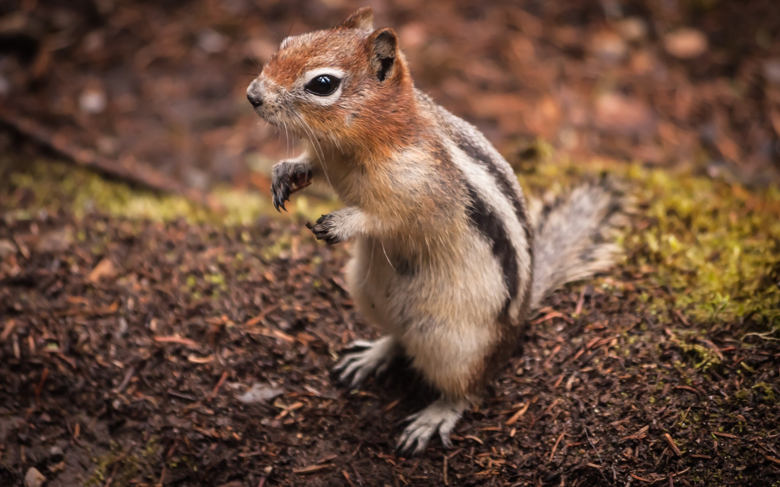 Chipmunk Backgrounds