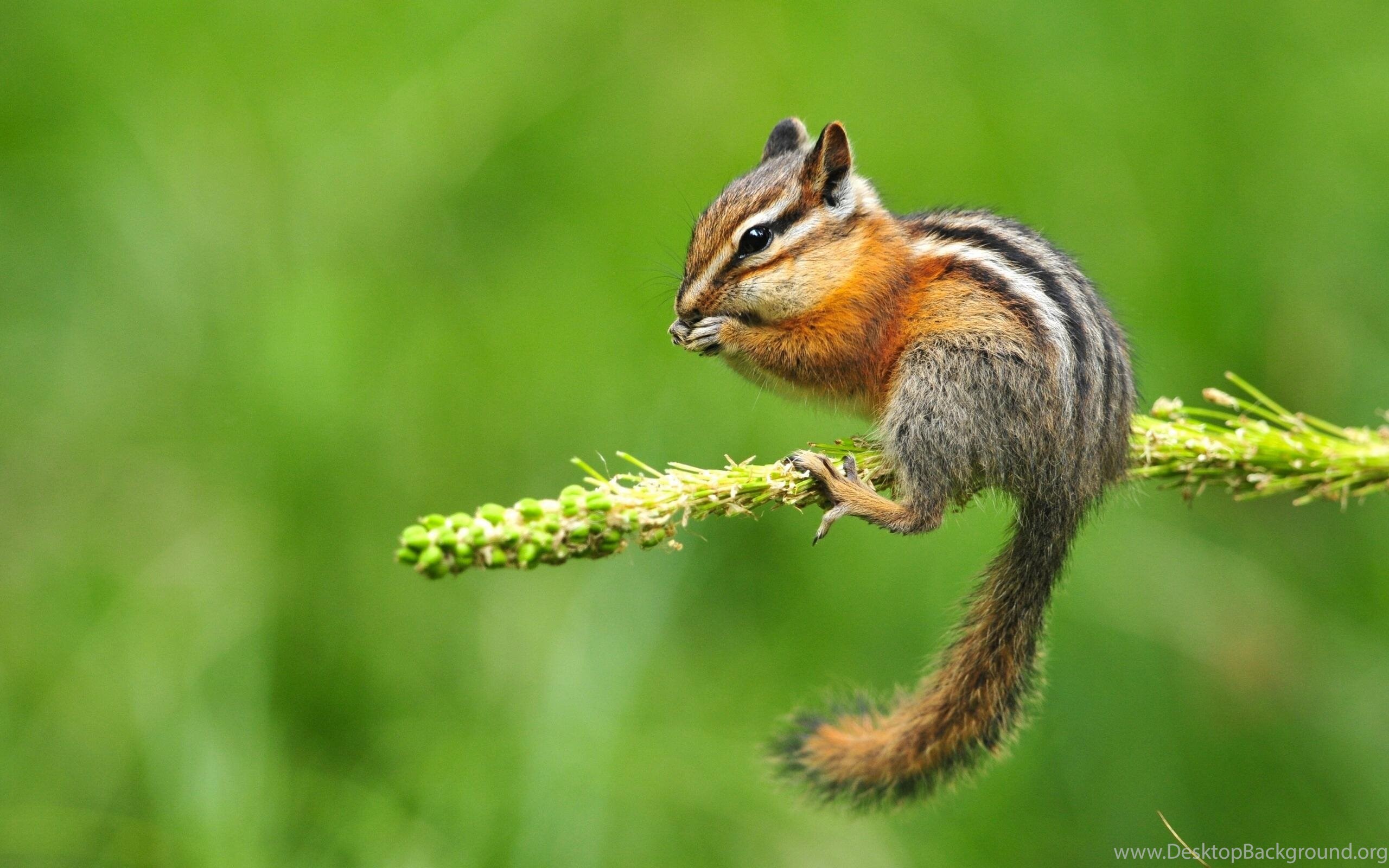 Chipmunk Backgrounds