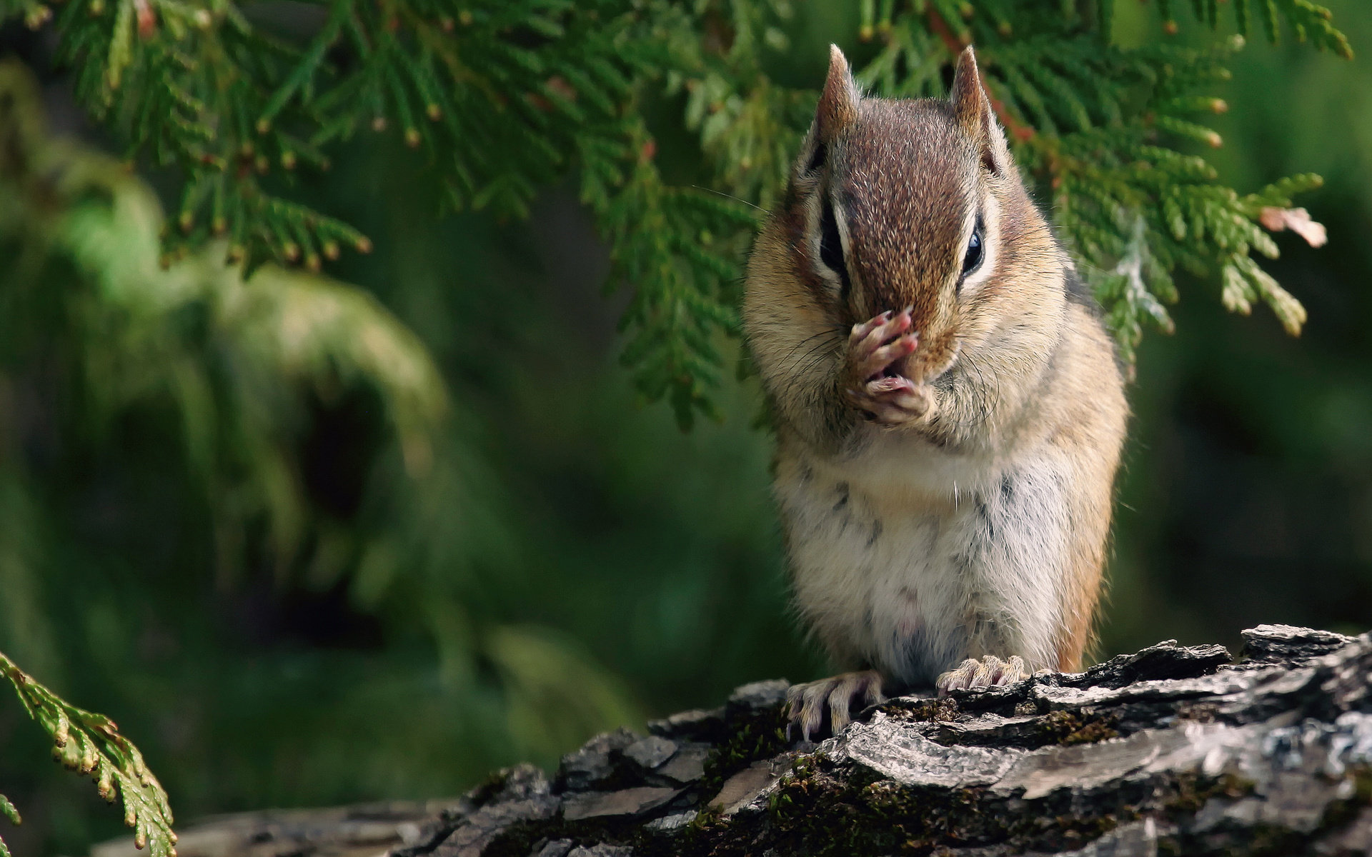 Chipmunk Backgrounds