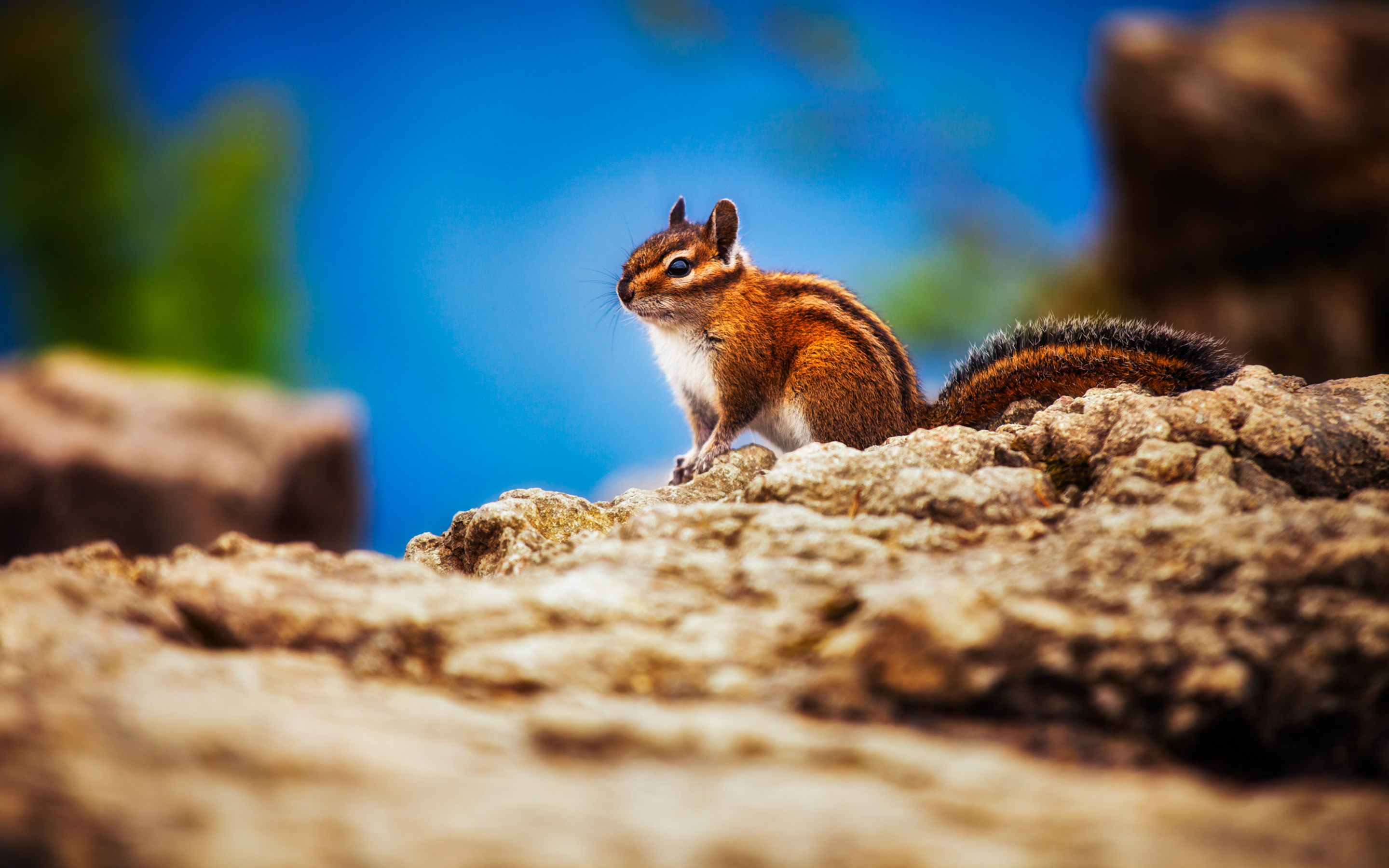 Chipmunk Backgrounds