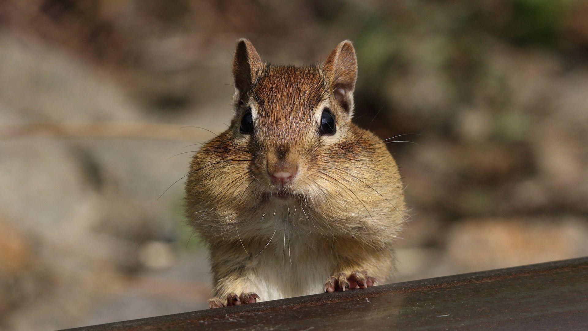 Chipmunk Wallpapers