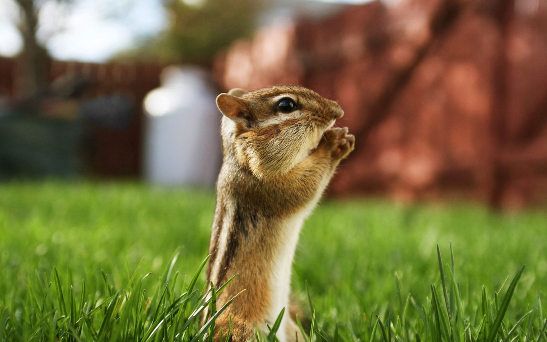 Chipmunk Wallpapers