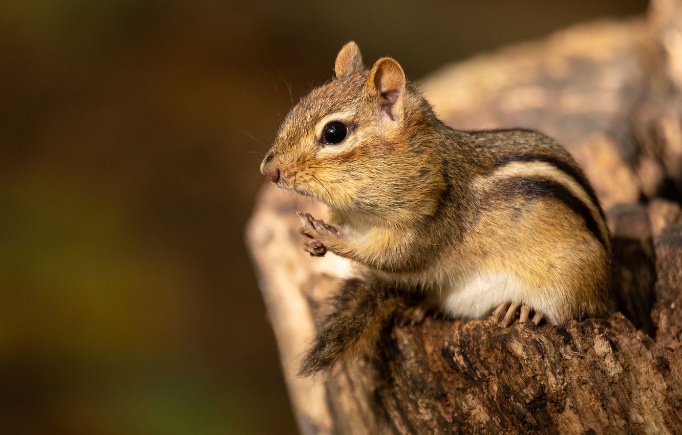 Chipmunk Wallpapers