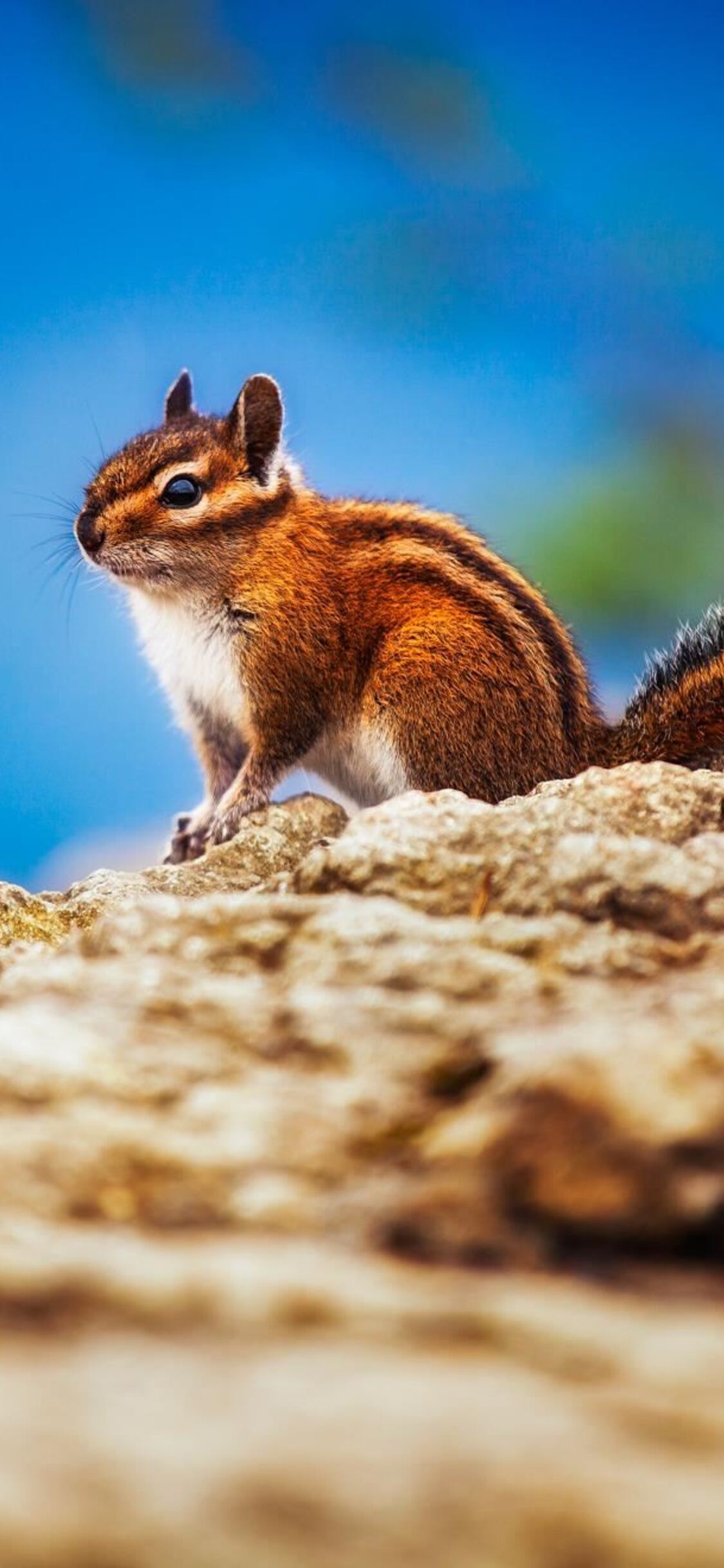 Chipmunk Wallpapers