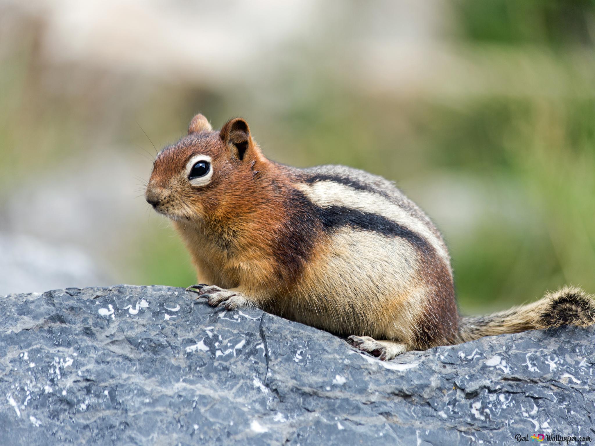 Chipmunk Wallpapers