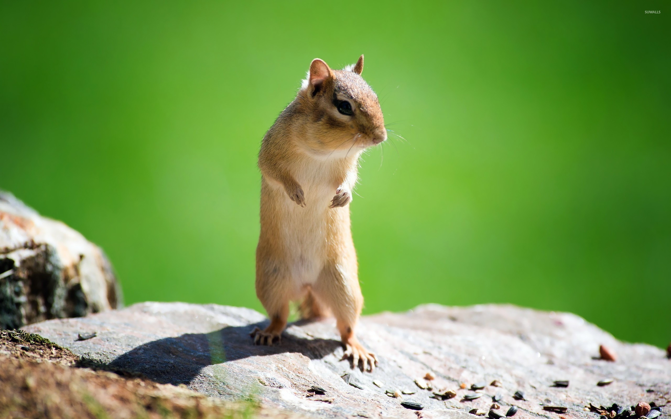 Chipmunk Wallpapers