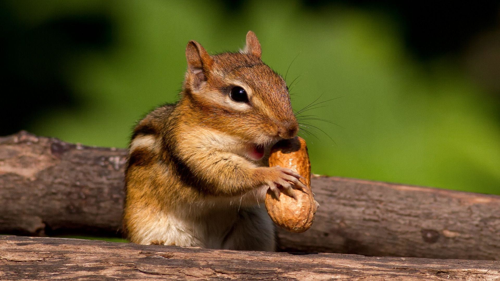 Chipmunk Wallpapers