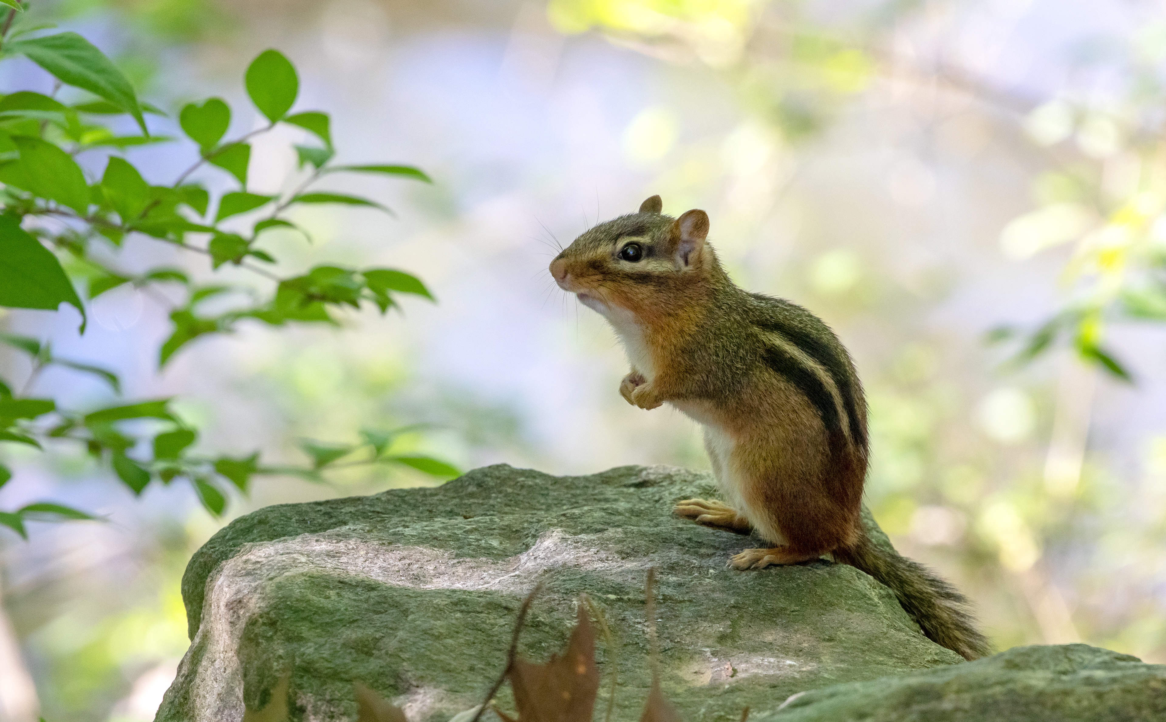 Chipmunk Wallpapers