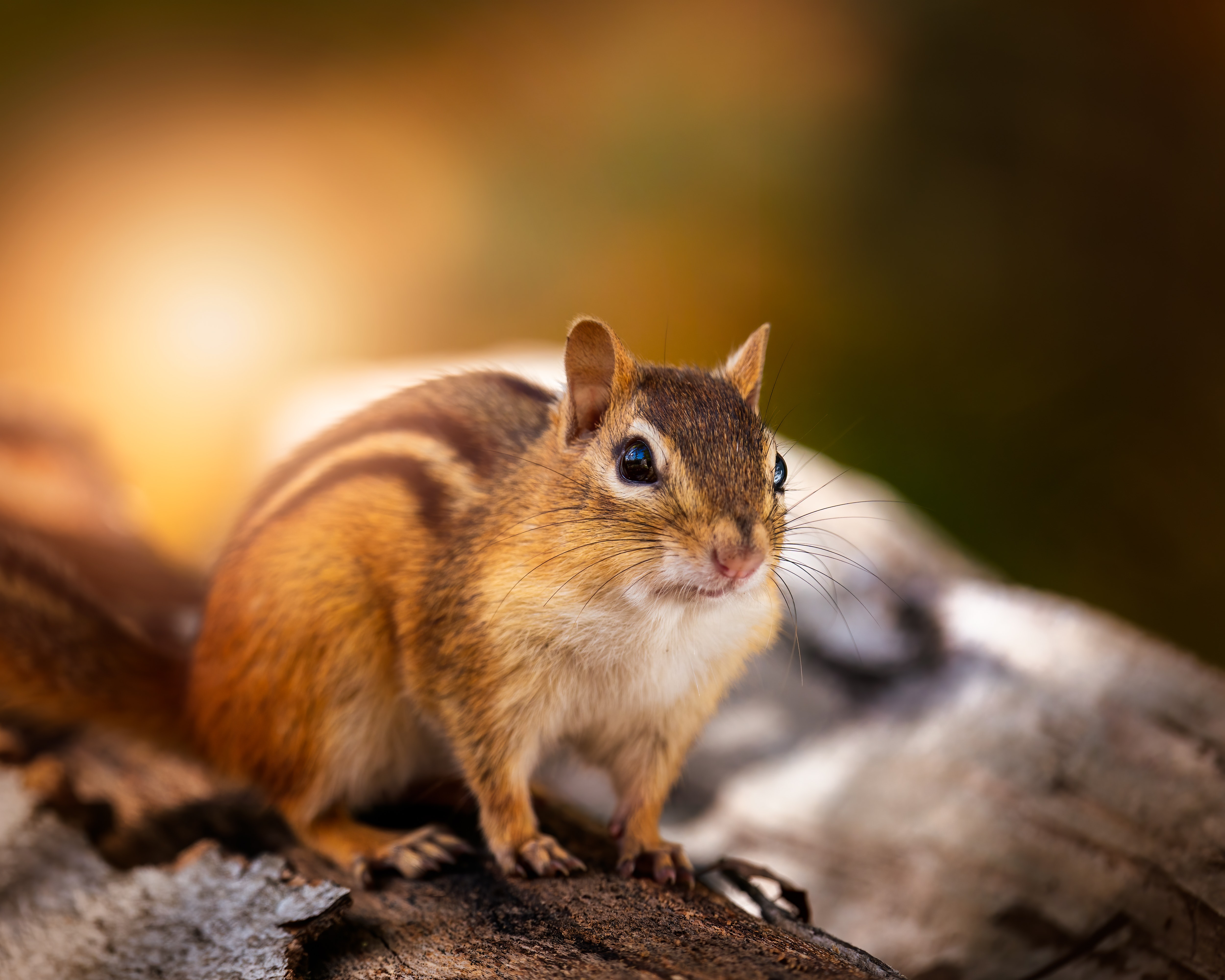 Chipmunk Wallpapers