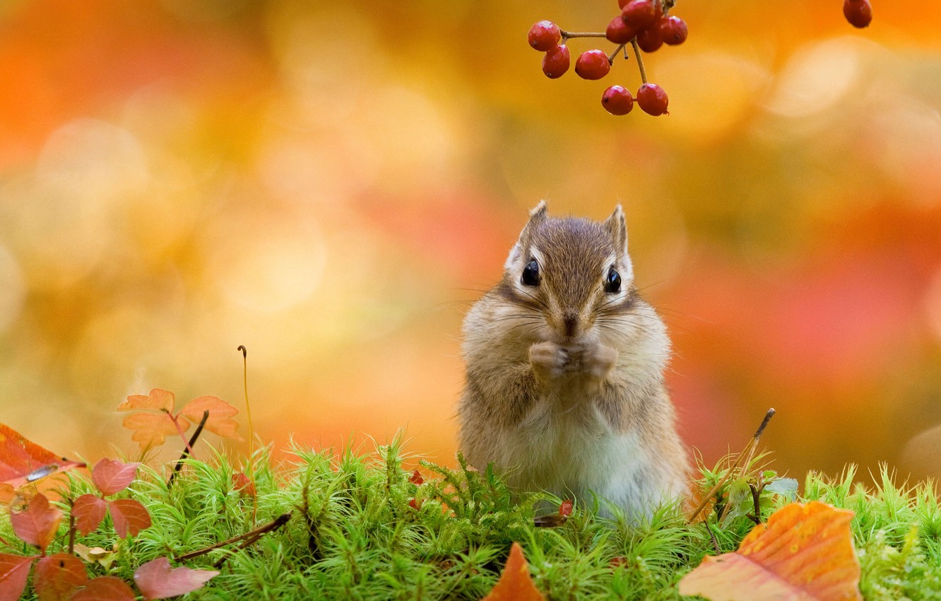 Chipmunk Wallpapers