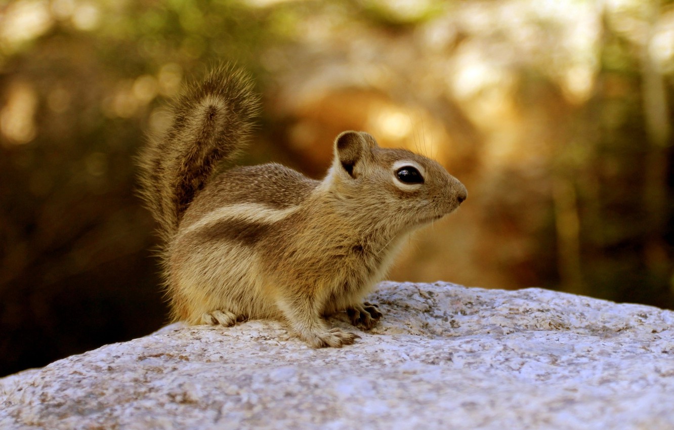 Chipmunk Wallpapers