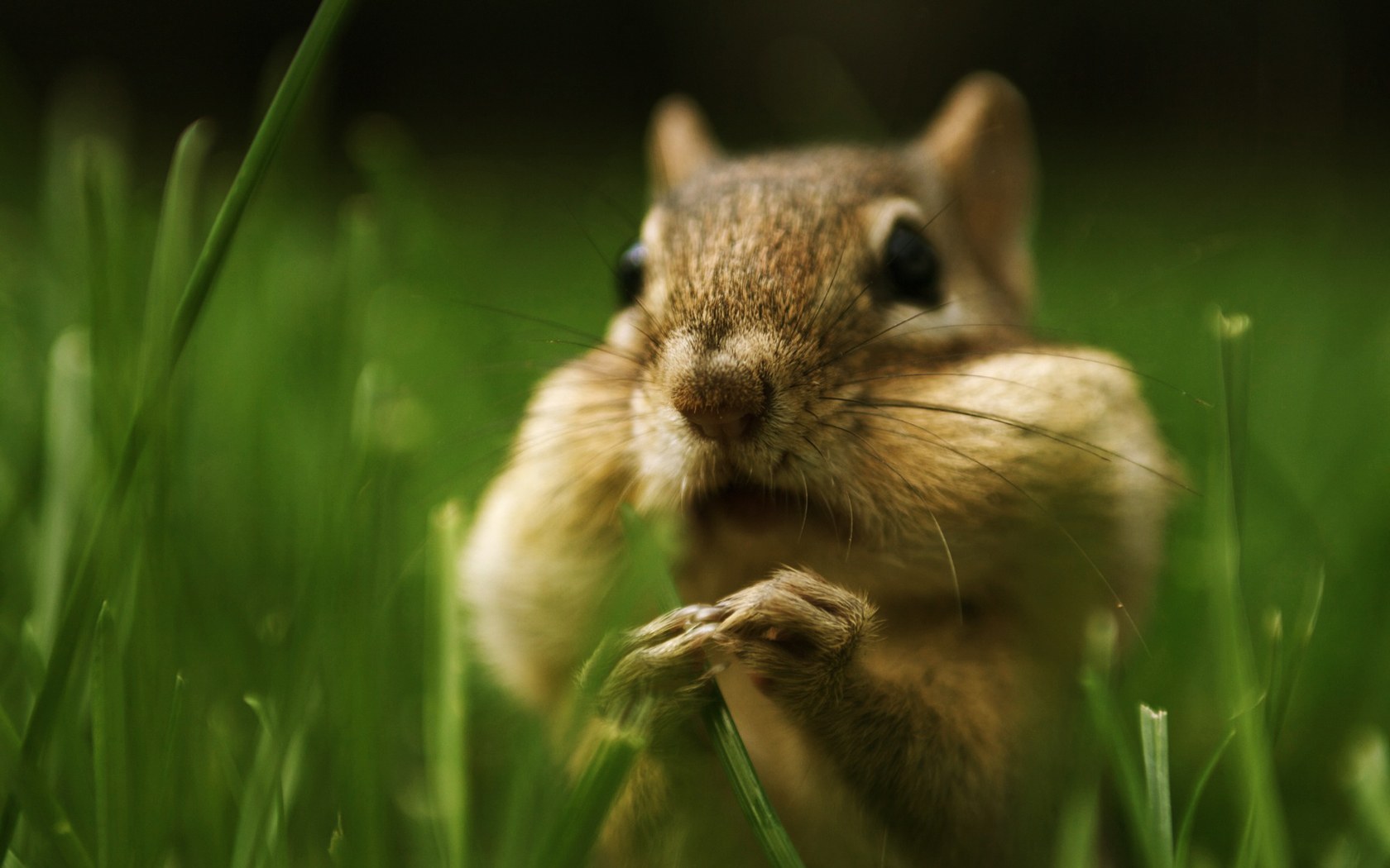 Chipmunk Wallpapers