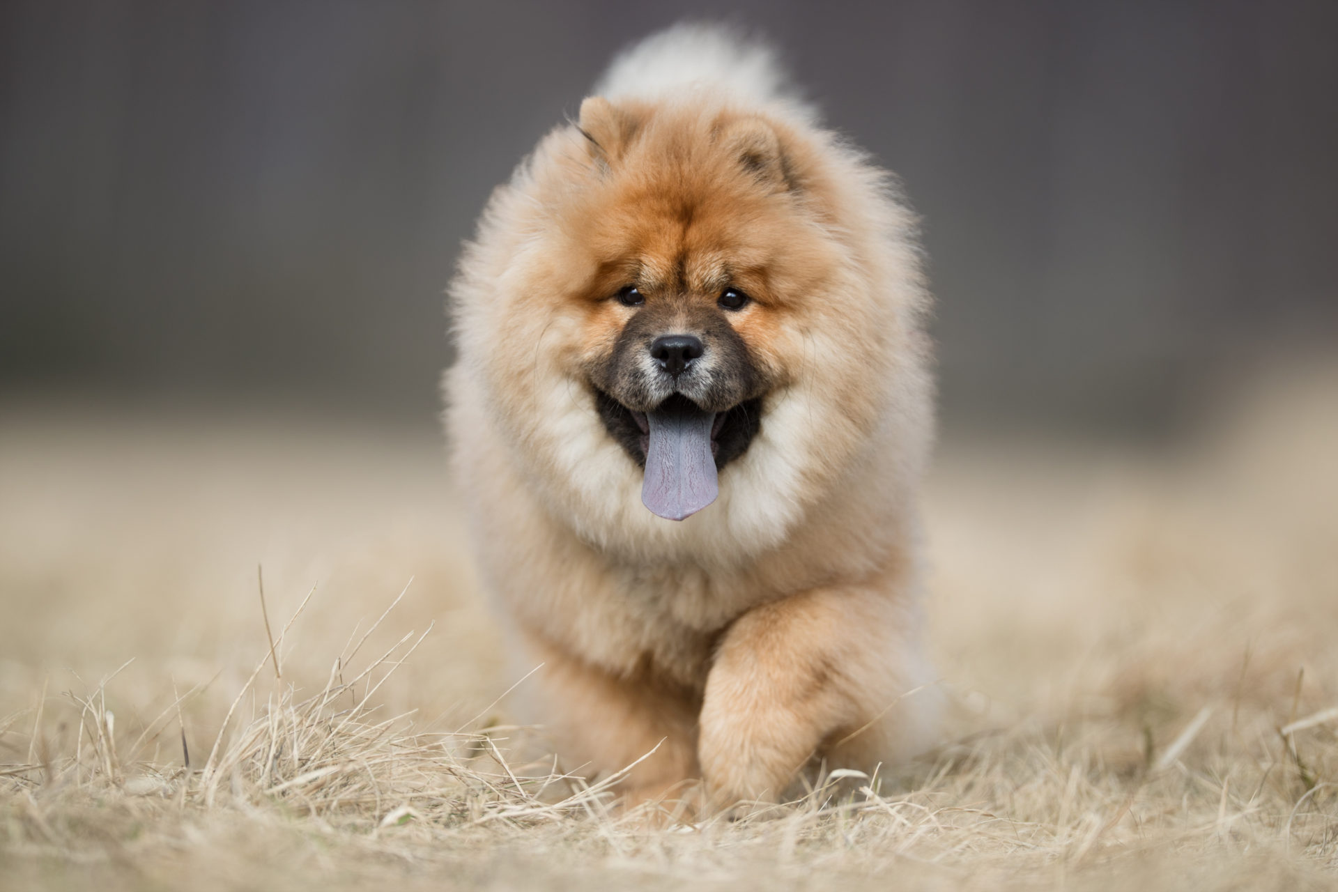 Chow Chow Wallpapers