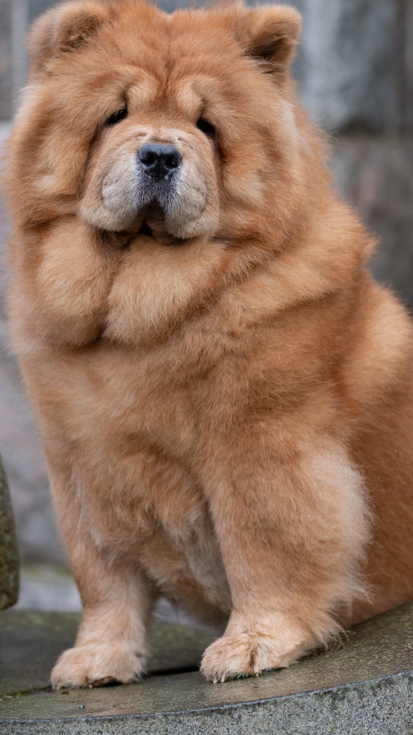 Chow Chow Wallpapers