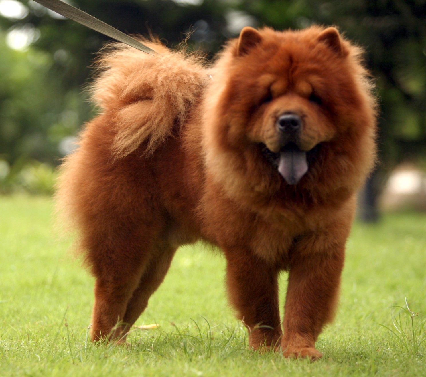 Chow Chow Wallpapers