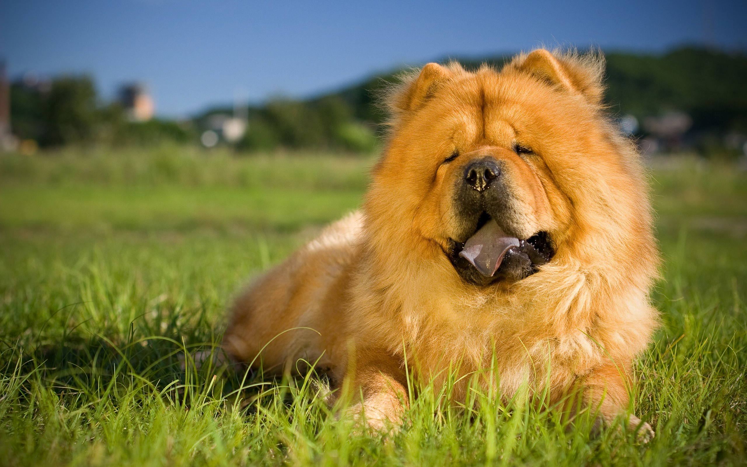 Chow Chow Wallpapers