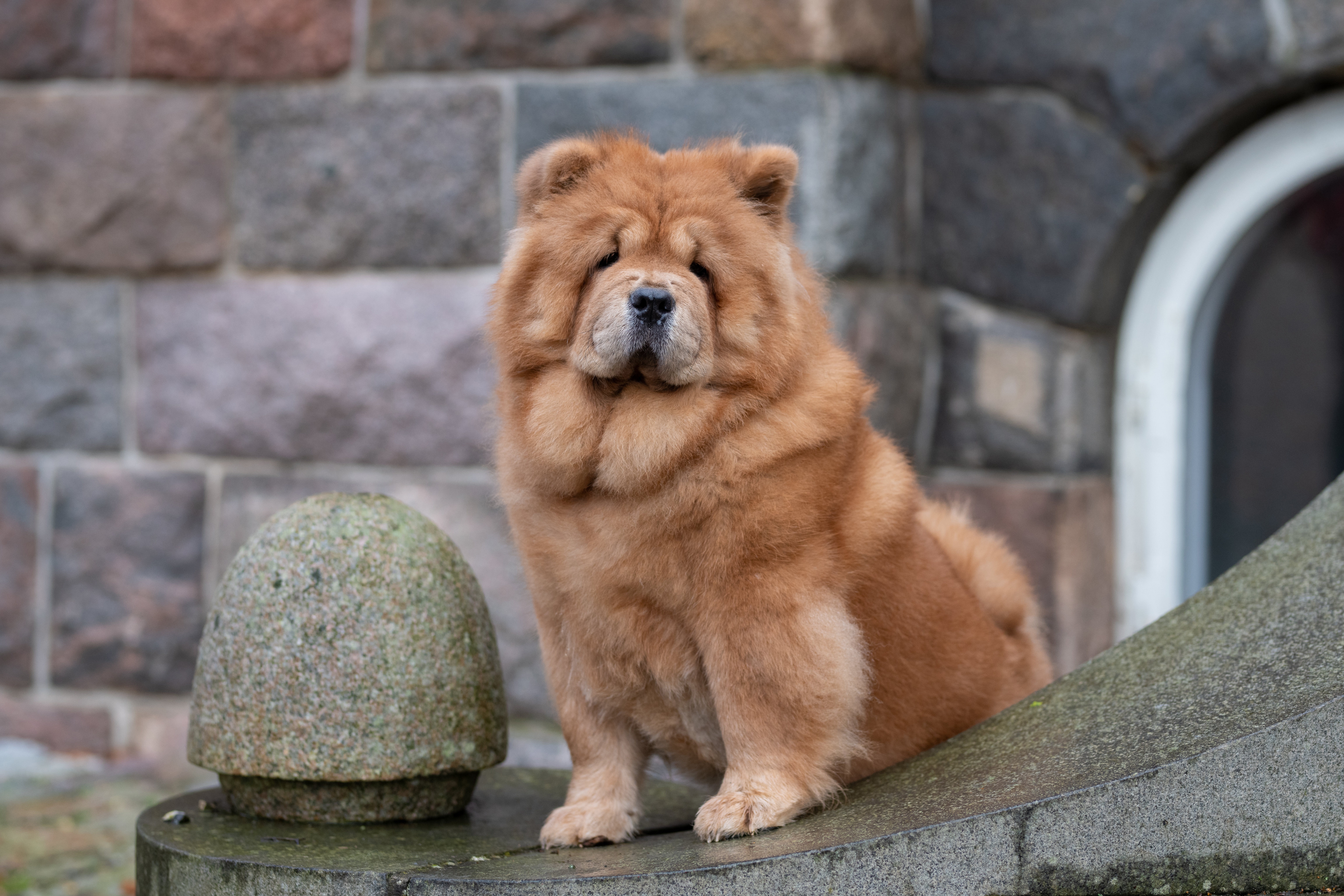 Chow Chow Wallpapers