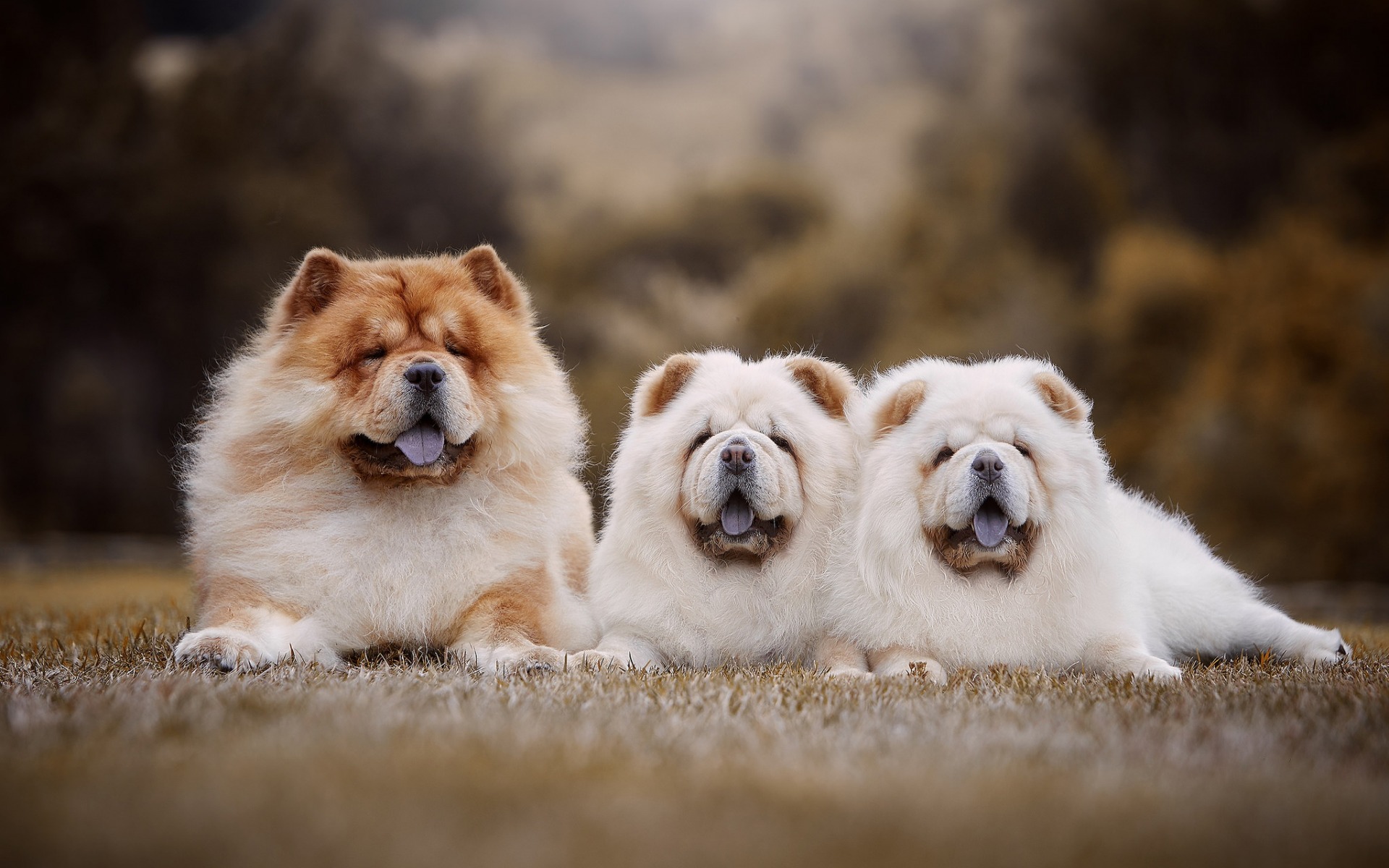 Chow Chow Wallpapers