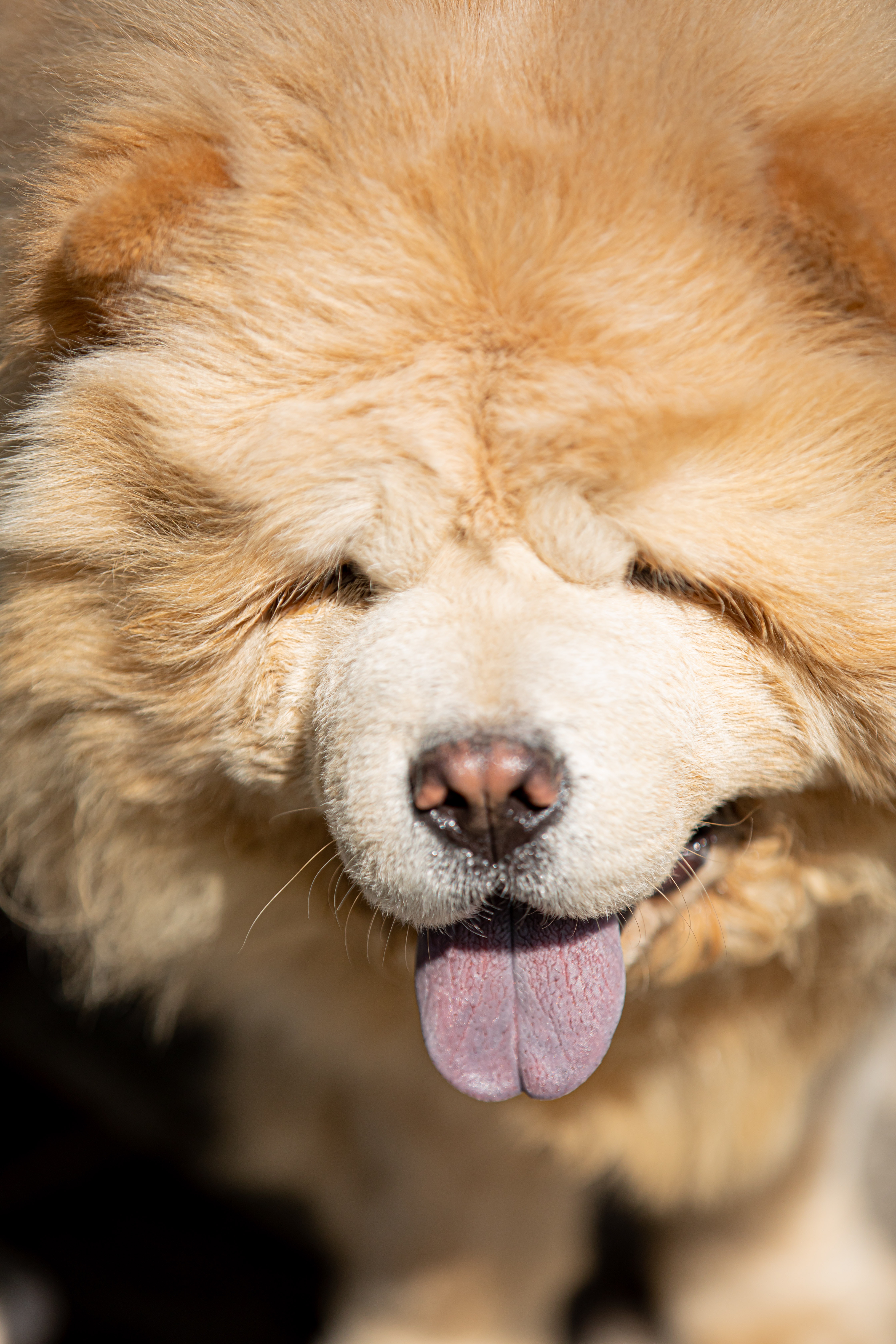 Chow Chow Wallpapers