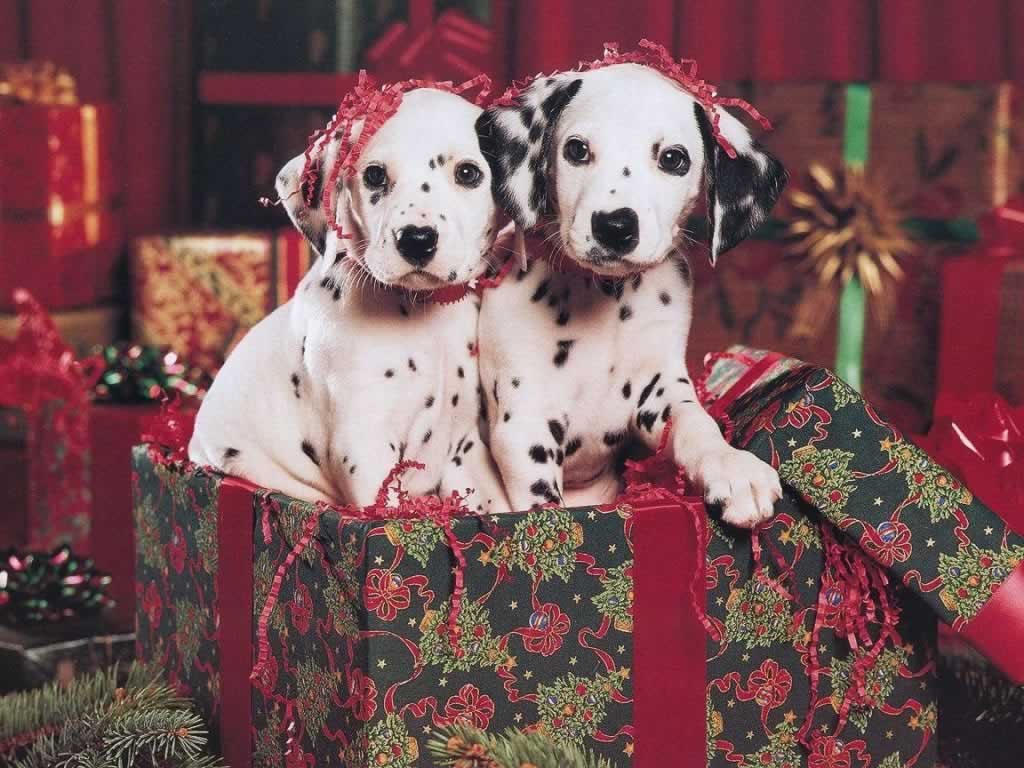 Christmas Animals Wallpapers